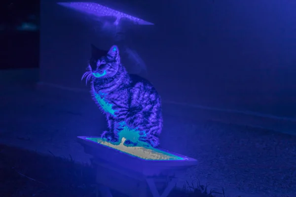 Mavi Neon ışıkta oturan bir kedi-Highlights kapalı — Stok fotoğraf
