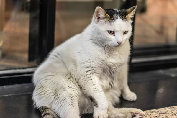 a little white fat cat chilling around