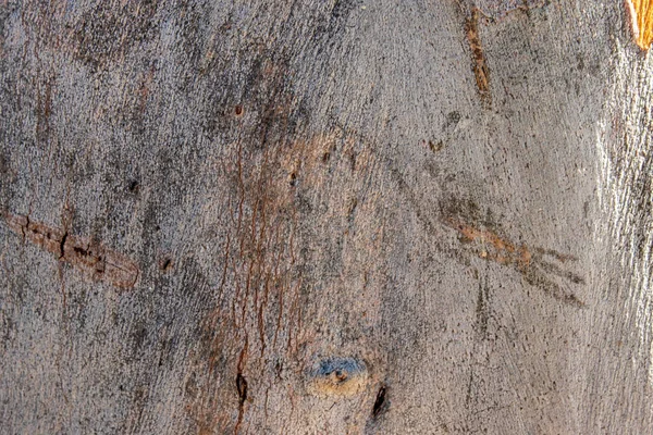 Un brote de primer plano a la textura de la cáscara de madera vieja con forma interesante —  Fotos de Stock