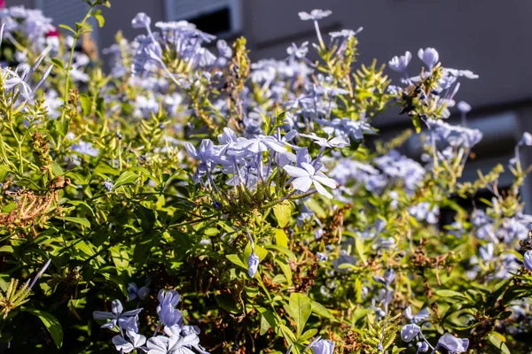 Pequeñas flores moradas lindas en tallos verdes — Foto de Stock