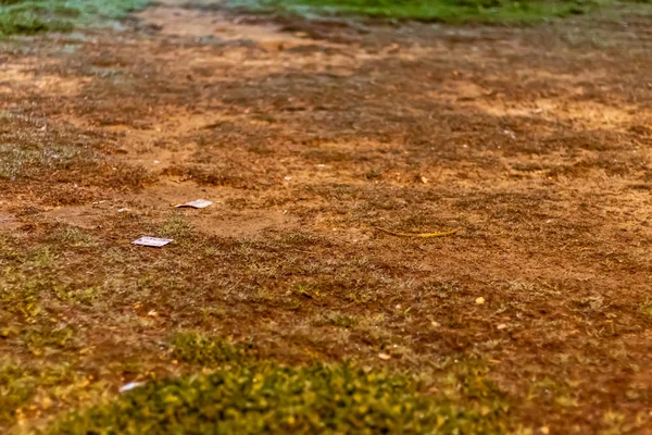 Une pelouse audacieuse provenant d'un parc aux couleurs brunes et vertes — Photo