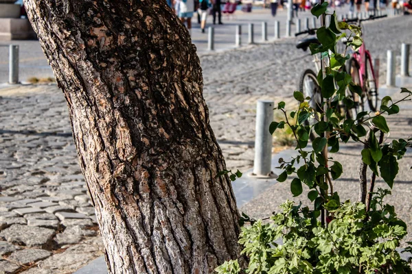izmir'de bir şehir caddesinden bir ağaç kökü