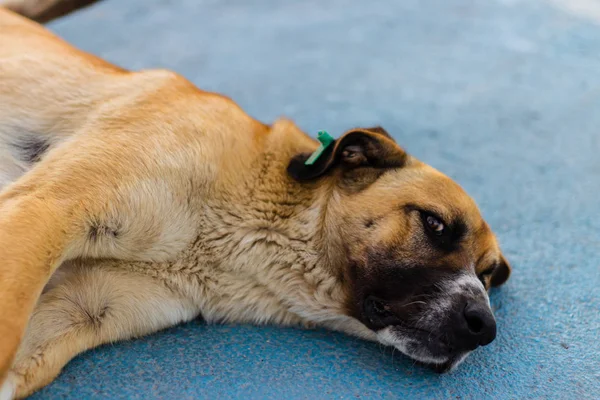 En söt och stor Sivas Kangal hund om på golvet-titta på Royaltyfria Stockbilder