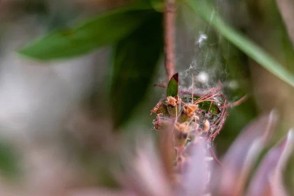 En närbild skjuta till grön växt med intressant form-Spider w — Stockfoto