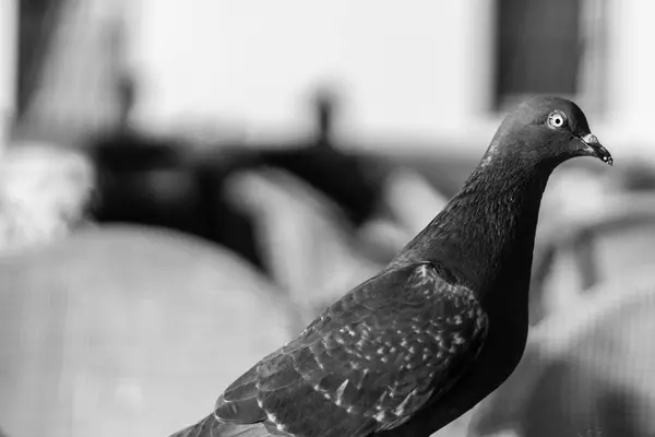 A closeup shoot from a bird with green head and orange eyes - ph — Stock Photo, Image