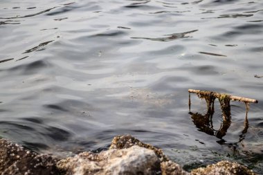 Bataklıktan gelen soğuk renkli bir atış. Bulutlarda yeşil yosunlar var.
