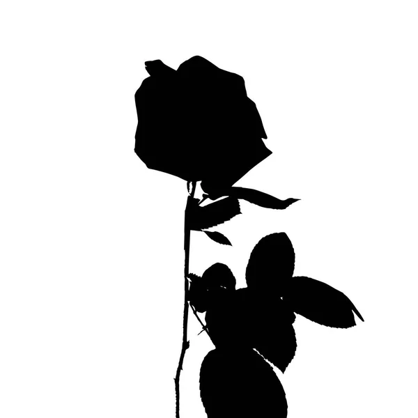 Silhueta preta e branca de rosa. Isolado no fundo branco. ilustração vetorial —  Vetores de Stock