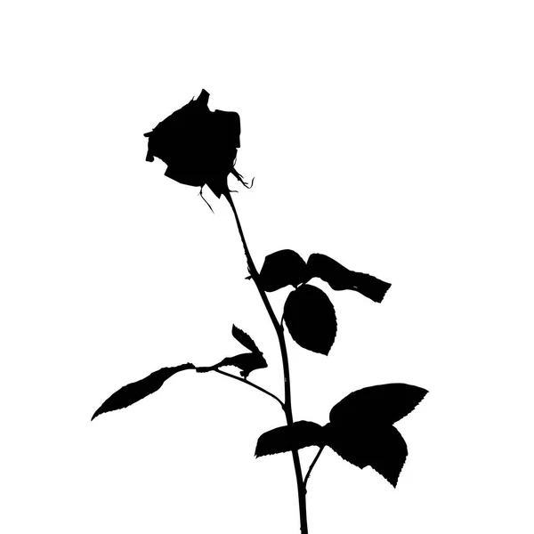 Black and white silhouette of rose. Isolated on White Background. vector Illustration — Stock Vector