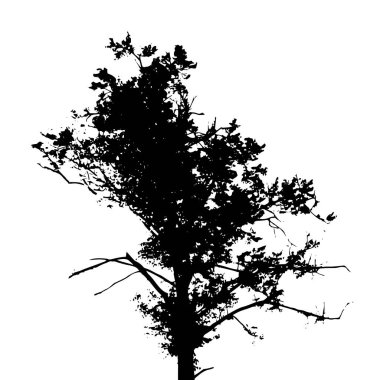 White Backgorund 'da ağaç silueti izole edilmiş. Vektör İllüstrasyonu