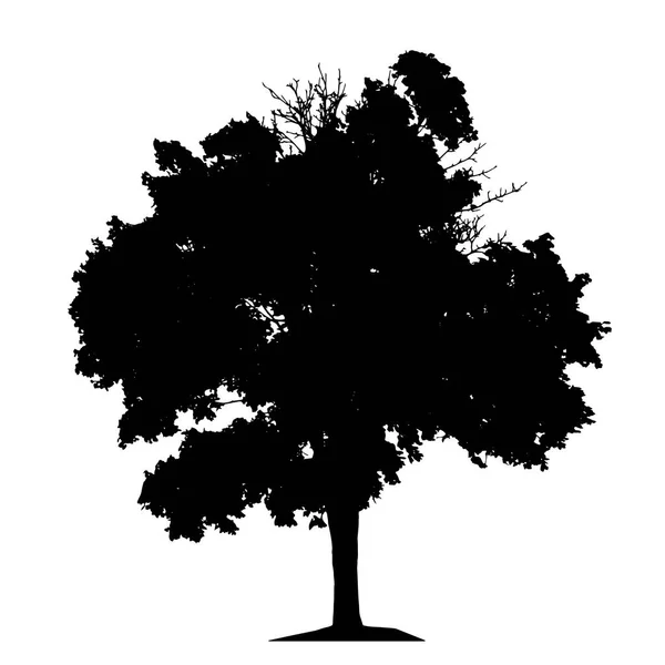 Silueta de Árbol Aislada en Backgorund Blanco. Ilustración de Vecrtor . — Vector de stock