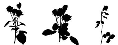 Dizi güzel Silane beyaz ve siyah güller. Beyaz arka plan üzerinde izole. Vektör çizim