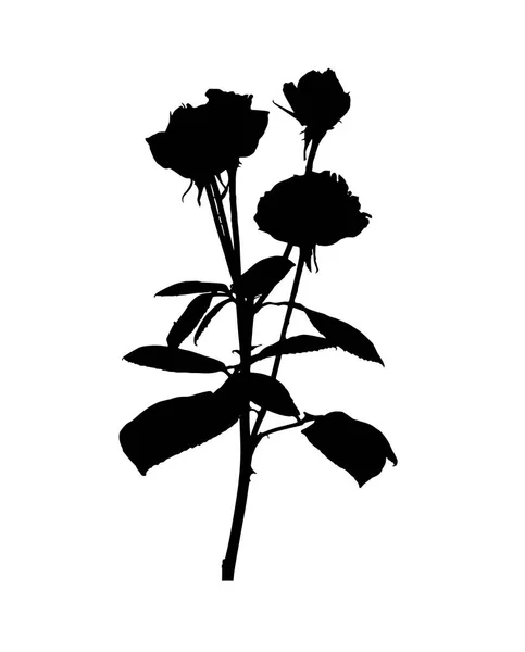 Krásný silan bílá a Černá růže. Izolované na bílém pozadí. Vektorové ilustrace — Stockový vektor