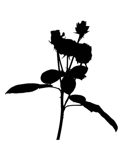 Mooie Silane witte en zwarte rozen. Geïsoleerd op een witte achtergrond. Vectorillustratie — Stockvector
