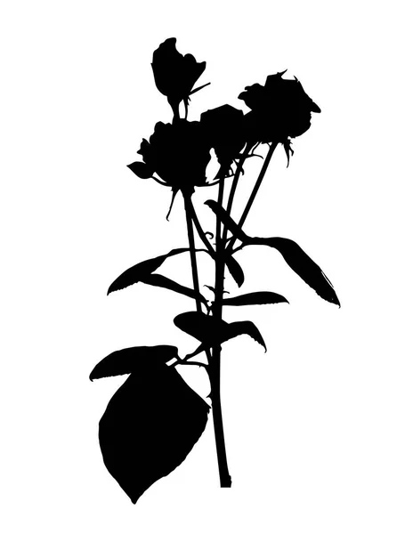 Hermosas rosas blancas y negras de Silane. Aislado sobre fondo blanco. Ilustración vectorial — Archivo Imágenes Vectoriales