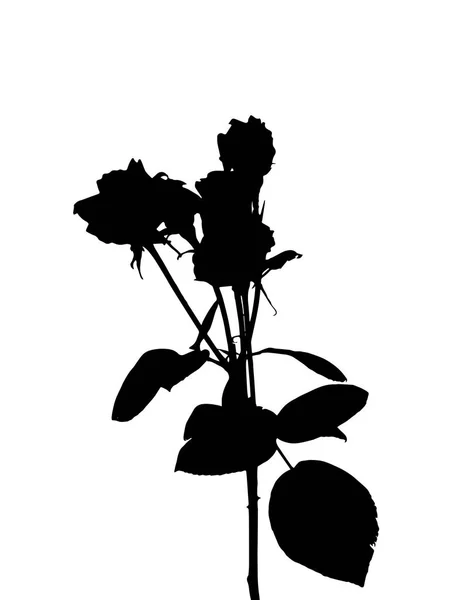 Hermosas rosas blancas y negras de Silane. Aislado sobre fondo blanco. Ilustración vectorial — Archivo Imágenes Vectoriales