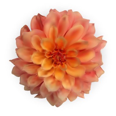 Beyaz arka plan üzerinde izole çok renkli doğal 3d renkli dahlia. Vektör çizim