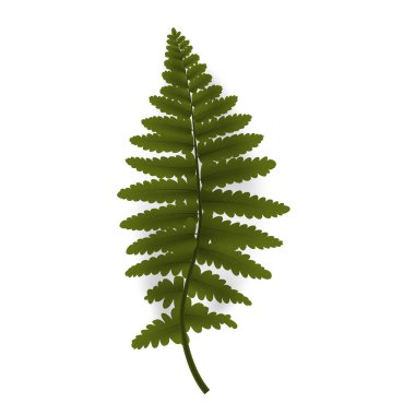 Renkli yeşil dal fern. Vektör çizim