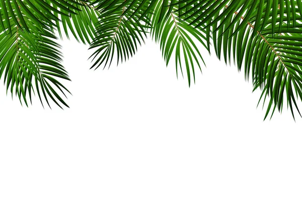 Векторный фон пальмового масла — стоковый вектор