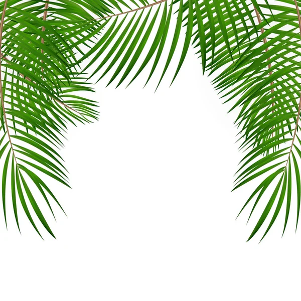 Frame met Palm blad vector achtergrond geïsoleerd illustratie — Stockvector