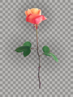 Saydam bir arka plan üzerinde güzel pembe gül kaynaklanıyor. Vektör çizim. Eps10