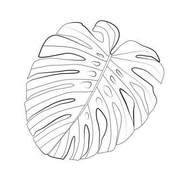 Soyut tropikal monstera yaprak. Vektör çizim Eps10