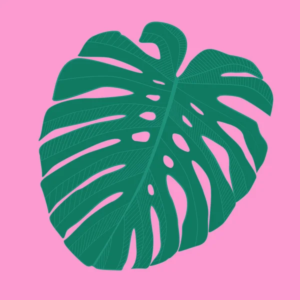 Feuille Monstère Tropicale Abstraite Illustration Vectorielle Eps10 — Image vectorielle