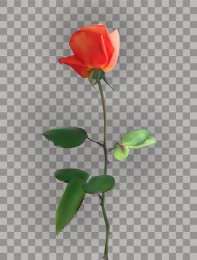 Saydam bir arka plan üzerinde güzel pembe gül kaynaklanıyor. Vektör çizim. Eps10