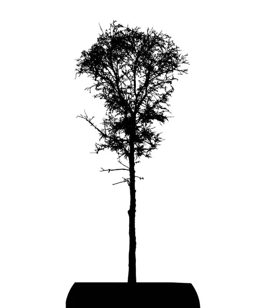 Träd Silhuett Isolerad Vit Bakgrund — Stock vektor