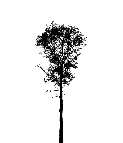 白い背景に隔離された木のシルエット — ストックベクタ