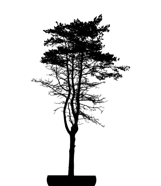 Silueta Árbol Aislada Sobre Fondo Blanco — Vector de stock