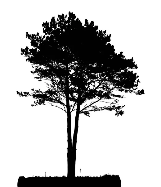 Träd Silhuett Isolerad Vit Bakgrund — Stock vektor