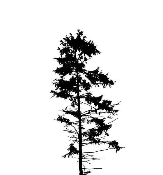 Silhouette Arbre Isolé Sur Fond Blanc — Image vectorielle