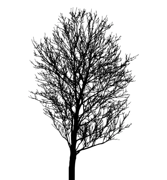 Silhouette Arbre Isolé Sur Fond Blanc — Image vectorielle