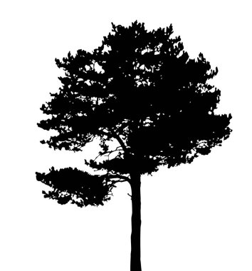 Beyaz arkaplanda ağaç silueti izole edildi