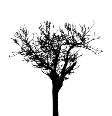 Beyaz arkaplanda ağaç silueti izole edildi