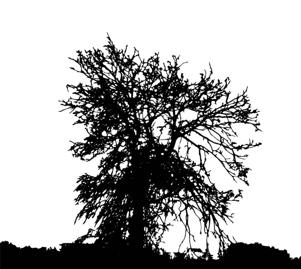 Silueta Árbol Aislada Sobre Fondo Blanco — Archivo Imágenes Vectoriales