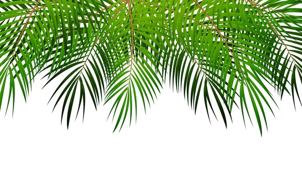 Palm Leaf vektor bakgrund Illustration — Stock vektor