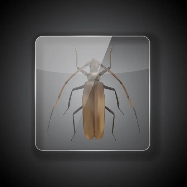 Marco Cristal Sobre Fondo Oscuro Con Cucaracha Pelo Largo Insecto — Archivo Imágenes Vectoriales