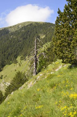 Slavyanka Milli Parkı içinde nadir Bulgar kara çam ağacı (Pinus heldreichii)