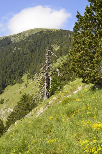 スラブヤンカ国立公園の珍しいブルガリアの黒松の木 Heldreichii — ストック写真