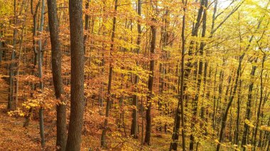 Renkler sonbahar orman yolu