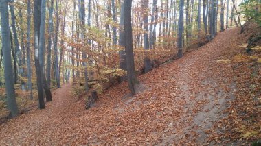 Renkler sonbahar orman yolu