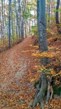 Renkler sonbahar orman yolu
