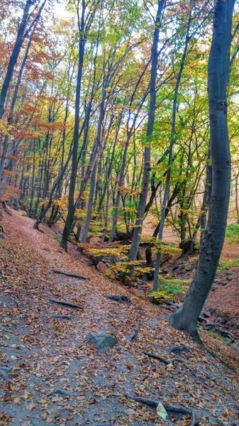 Cores Caminho Floresta Outono — Fotografia de Stock