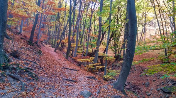 Die Farben Des Herbstlichen Waldwegs — Stockfoto