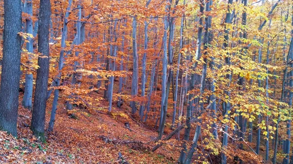 Die Farben Des Herbstlichen Waldwegs — Stockfoto