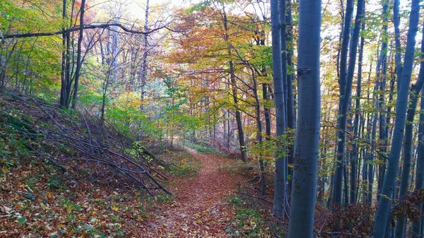 Cores Caminho Floresta Outono — Fotografia de Stock