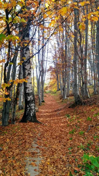 Les Couleurs Sentier Forestier Automne — Photo