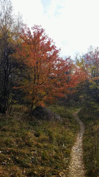 Les Couleurs Sentier Forestier Automne — Photo