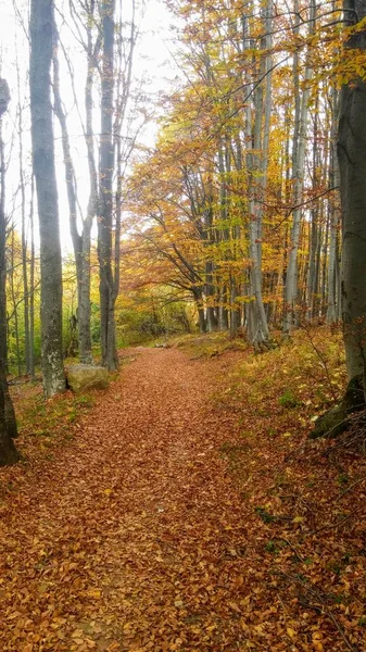 Die Farben Des Herbstlichen Waldwegs — Stockfoto